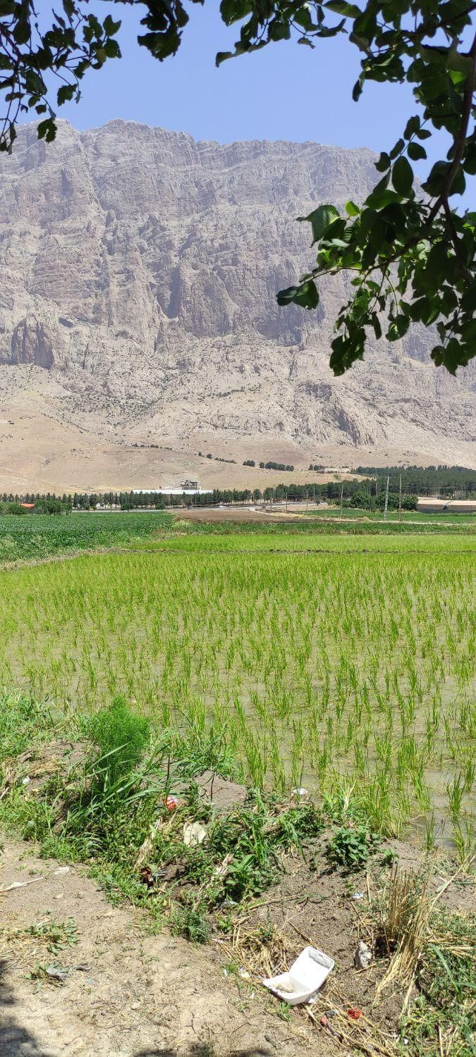 فروش ۳ هکتار|فروش دفتر صنعتی، کشاورزی، تجاری|بیستون, |دیوار