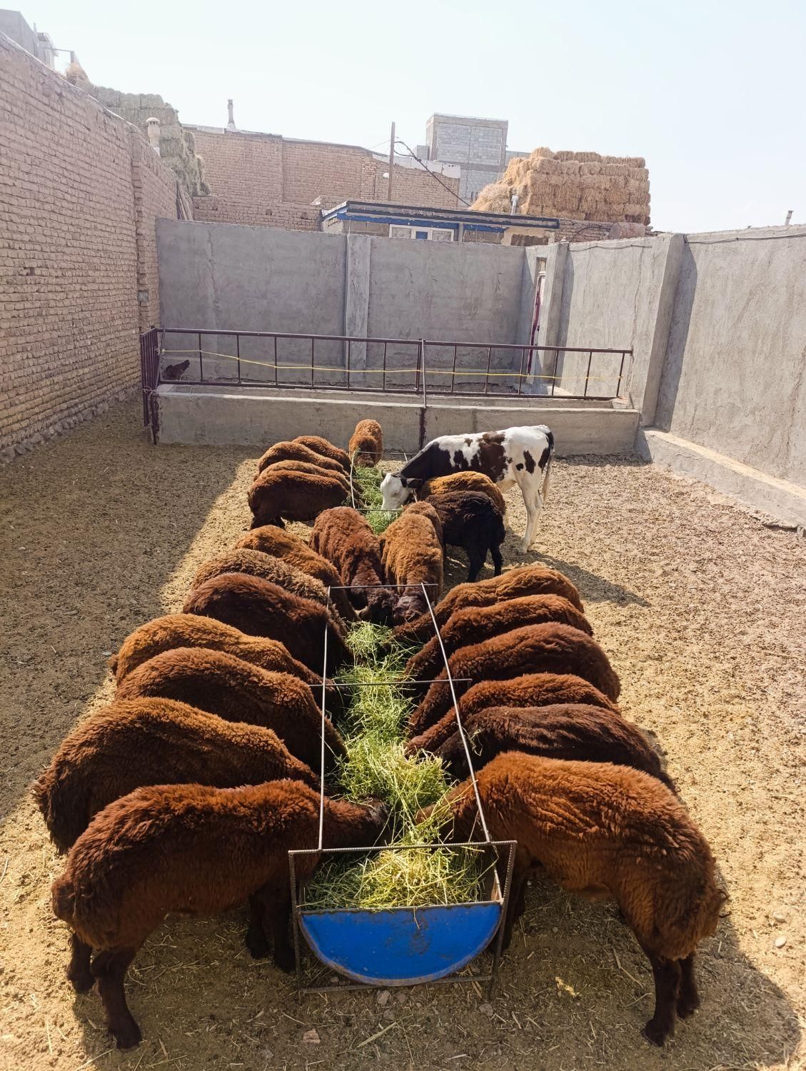 گاومیش خرید تمامی حیوانات ،ادرس مایان|حیوانات مزرعه|تبریز, |دیوار