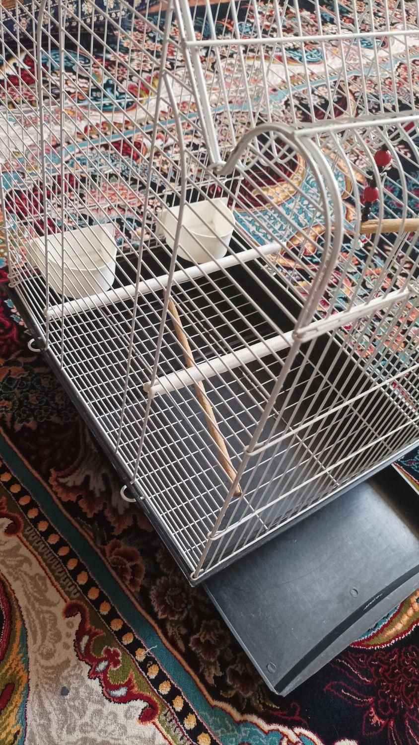 قفس پرنده سالم|لوازم جانبی حیوانات|قم, اسمعیل آباد|دیوار