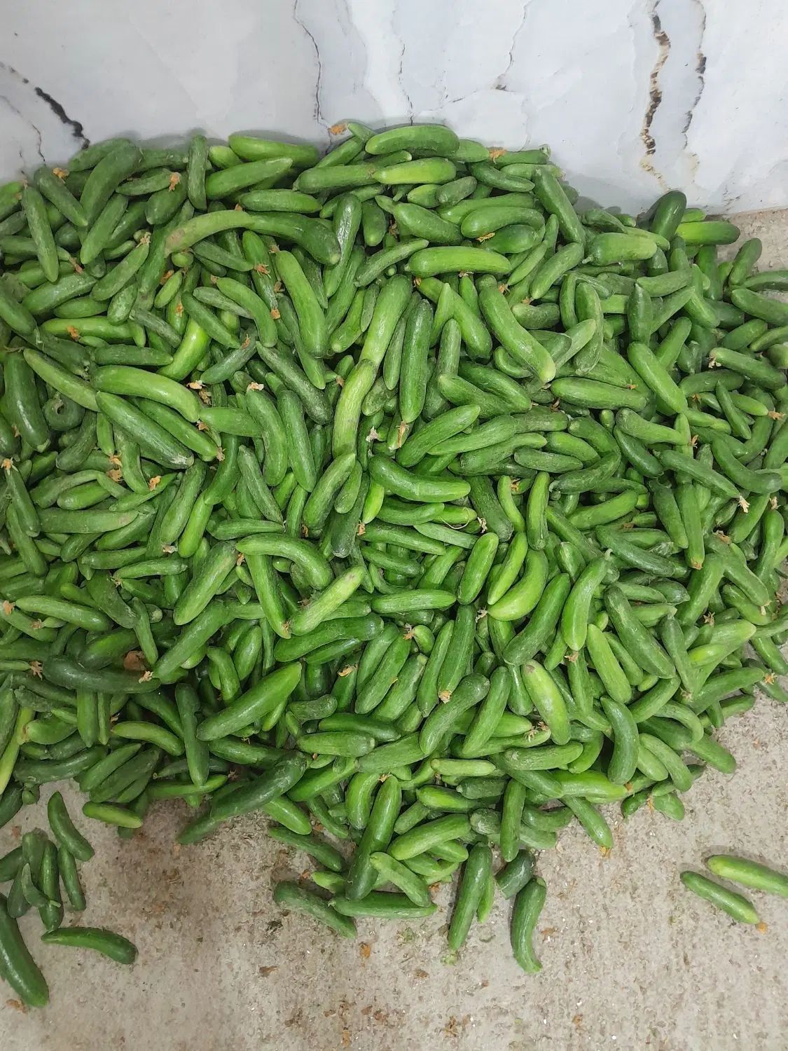 خیار خیار شوری ریز و  جا نوشابه ای و نول ودرشت|خوردنی و آشامیدنی|قروه, |دیوار