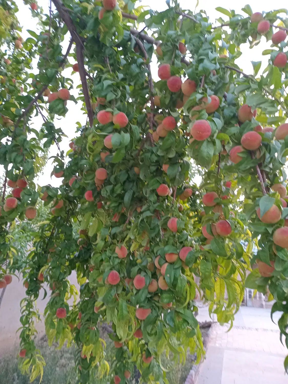 خدمات باغبانی|خدمات باغبانی و درختکاری|مشهد, توس فردوسی|دیوار