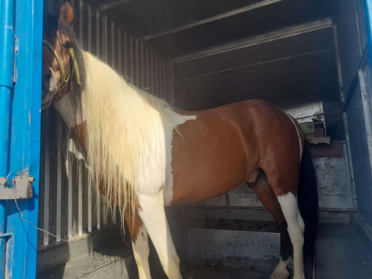 اسب پونی ابلغ بسیار زیبا|اسب و تجهیزات اسب‌سواری|زرندیه, |دیوار