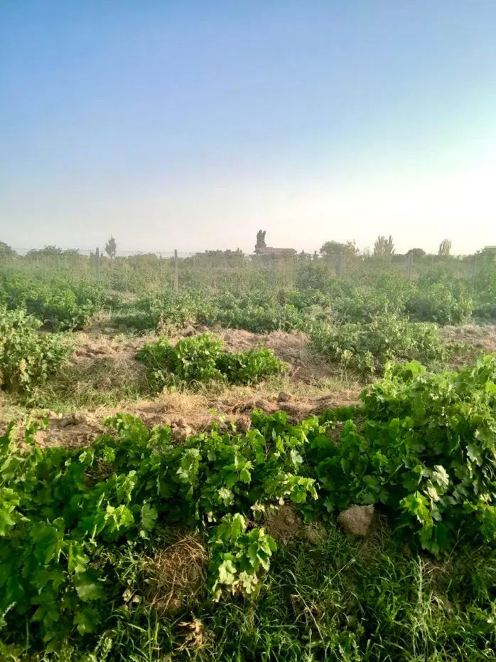 ۲۳۰۰ متر باغ انگور بارده بهر خیابان اصلی باغ|فروش دفتر صنعتی، کشاورزی، تجاری|کرج, کوی کارمندان شمالی|دیوار