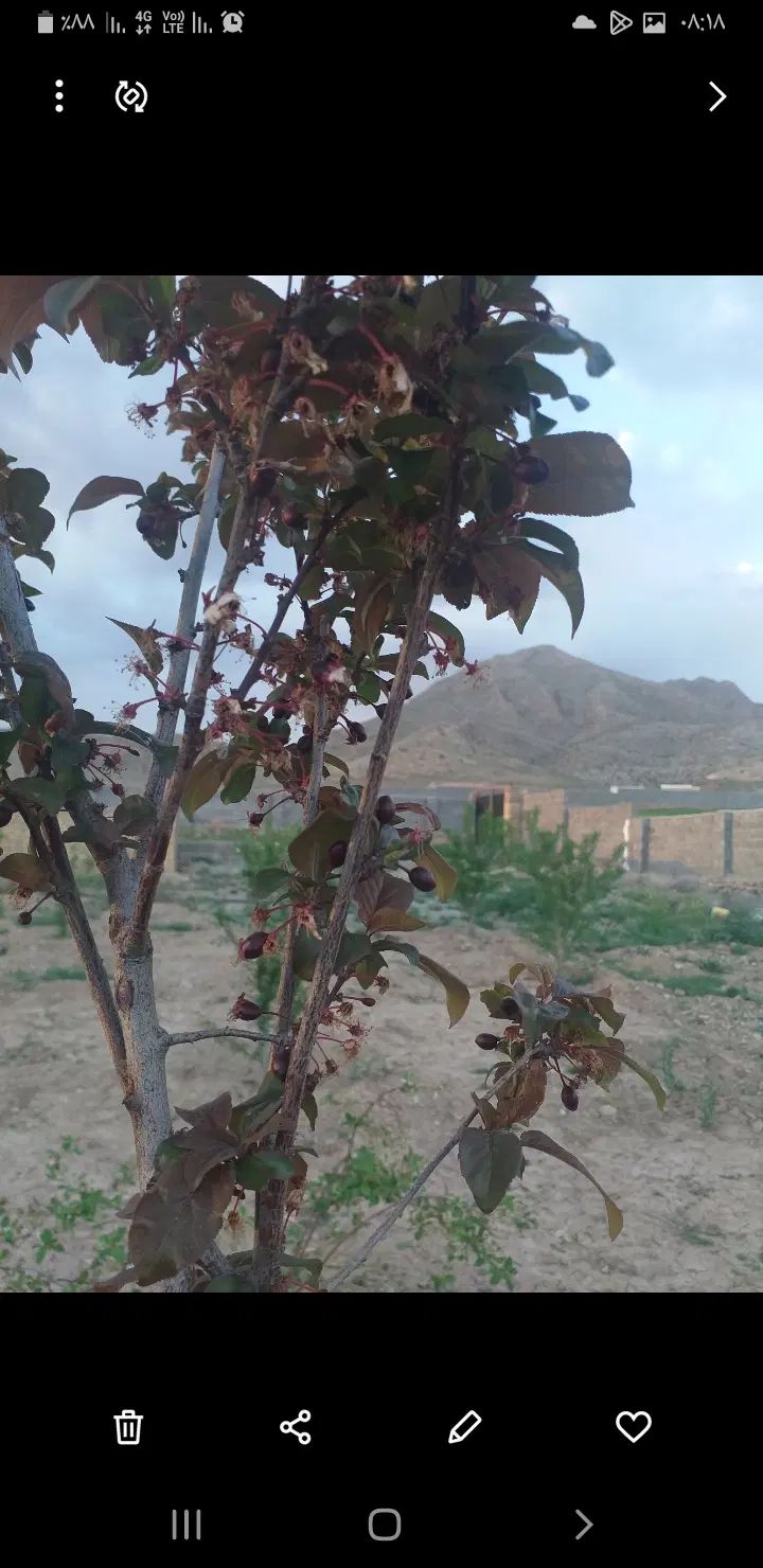 فروش باغ  ۲۰۰ و ۳۰۰ متری در شهرک خور هشتگرد|فروش زمین و ملک کلنگی|هشتگرد, خور|دیوار