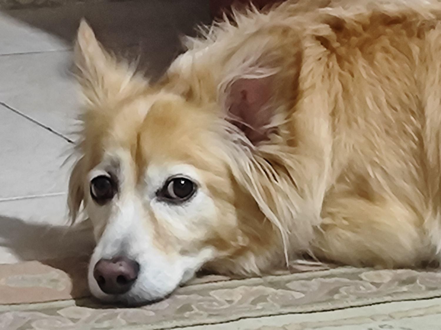 اشپیتزپامر روباهی|سگ|فولادشهر, فولادشهر|دیوار