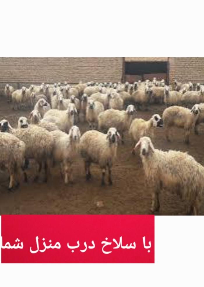 بره و گوسفند با هر وزنی با سلاخ درب منزل شما|حیوانات مزرعه|گرگان, |دیوار