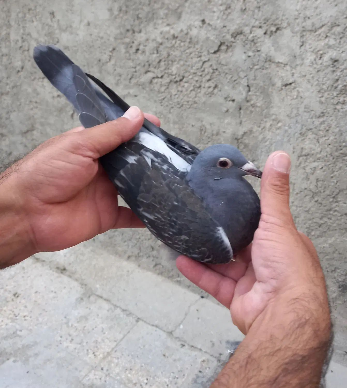 کبوتر پلاکی .اردن.مسافتی|پرنده|اصفهان, ملک‌شهر|دیوار