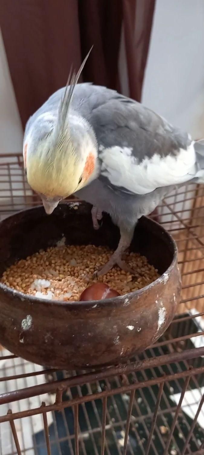 عروس هلندی نر|پرنده|سنگر, |دیوار