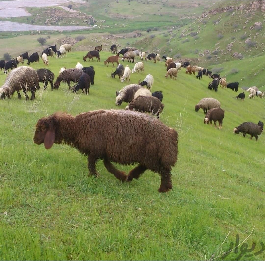 گوسفند نرینه ماده سبک سنگین باهر توان مالی|حیوانات مزرعه|مشهد, نوید|دیوار