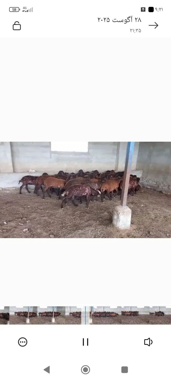 بره ماده ۳۰ راس|حیوانات مزرعه|مشهد, اروند|دیوار