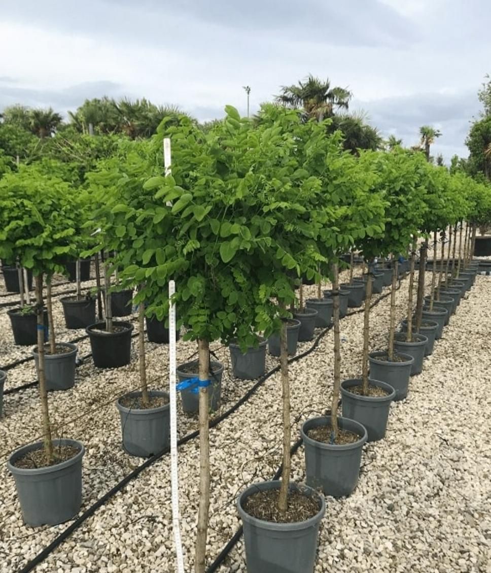 نهال های اقاقیا پیوندی چهار ساله سطلی آماده کاشت|خدمات باغبانی و درختکاری|اصفهان, صائب|دیوار