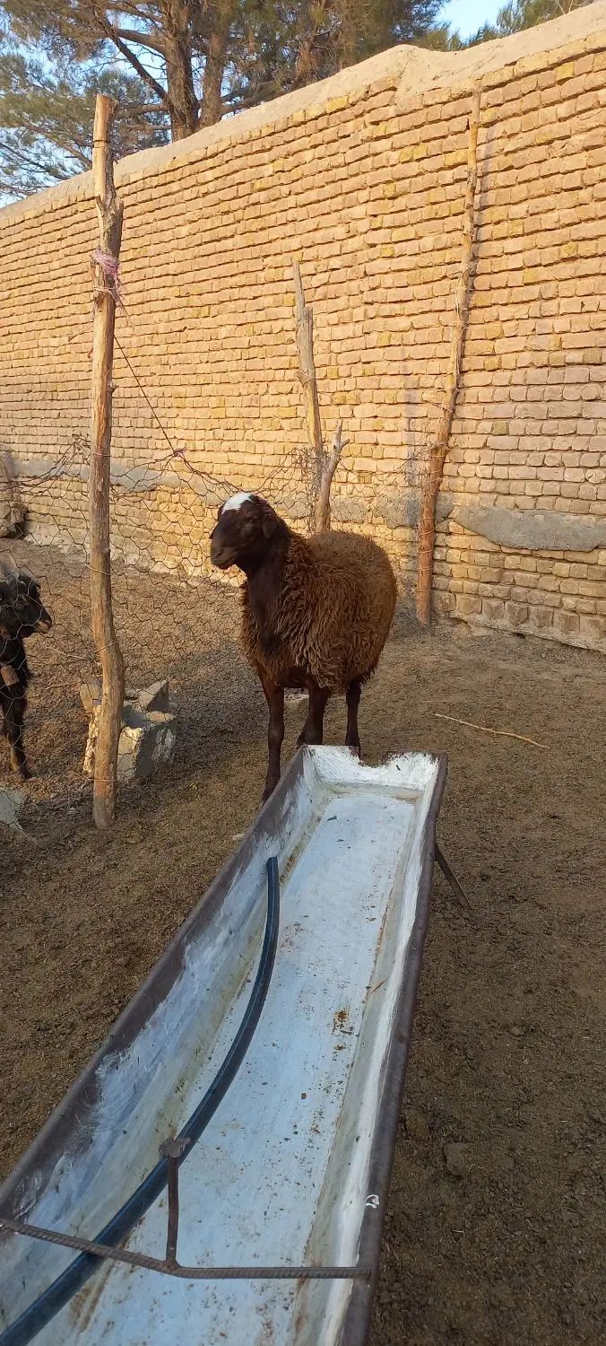 نر همو و ماده همو|حیوانات مزرعه|مشهد, موسوی قوچانی|دیوار