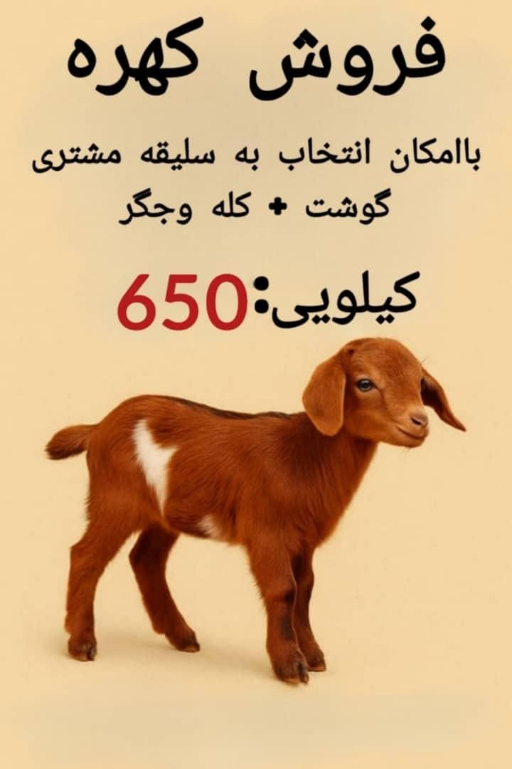 گوشت کهره ۶۵۰هزار|حیوانات مزرعه|نی‌ریز, |دیوار