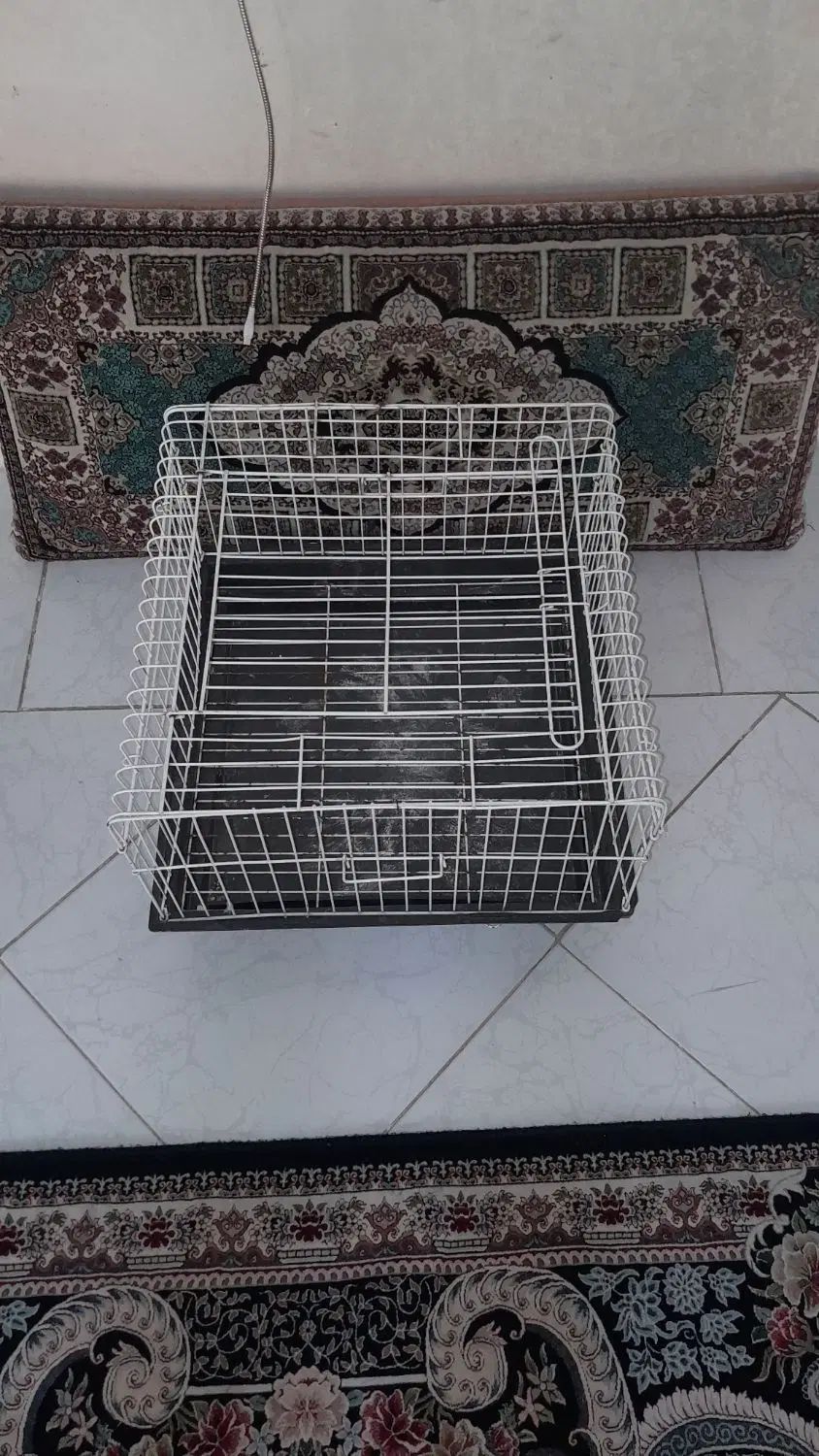 قفس خرگوش|موش و خرگوش|مشهد, عامل|دیوار