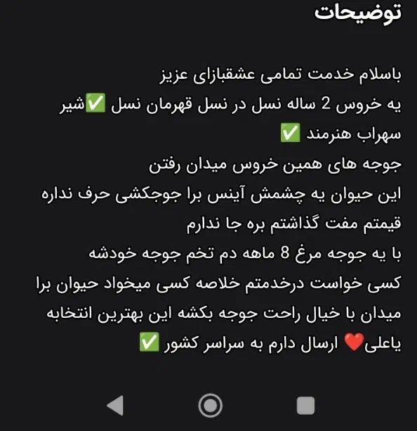 خروس لاری|حیوانات مزرعه|تهران, آبشار|دیوار