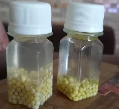 حراج حراج تخم حلزون ، خاویار حلزون|خزنده|شیراز, بالا کفت|دیوار