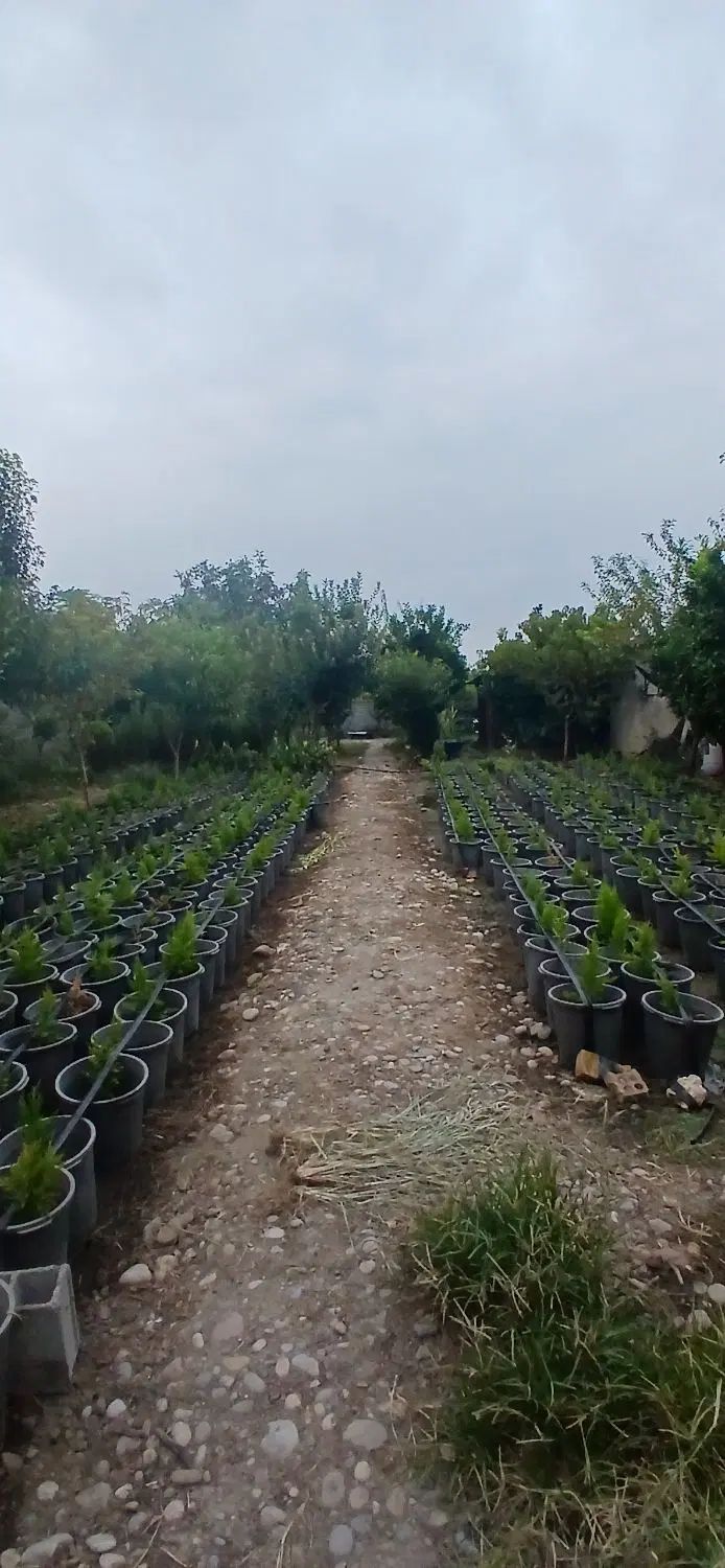 باغچه ی باصفا با درختان متنوع و یه محیط ساکت|فروش دفتر صنعتی، کشاورزی، تجاری|بابل, |دیوار