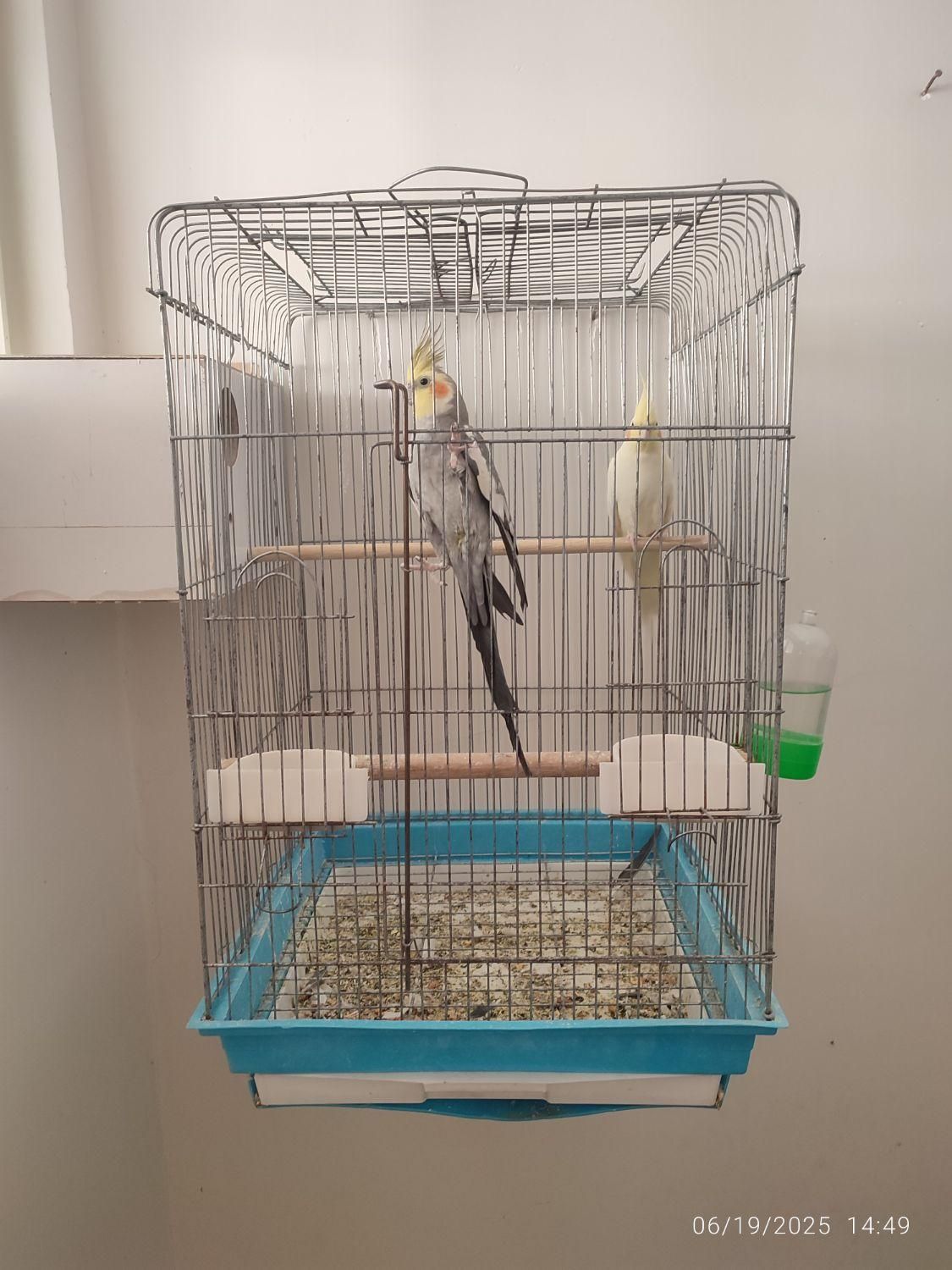 جفت عروس کارداده|پرنده|آران و بیدگل, |دیوار