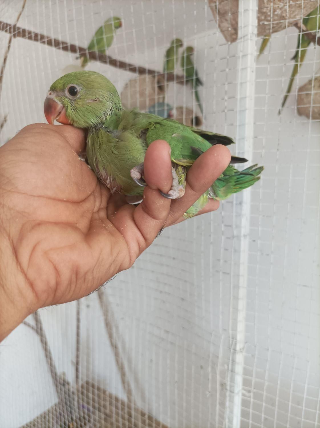 جوجه طوطی ملنگو سرلاکی|پرنده|میناب, |دیوار