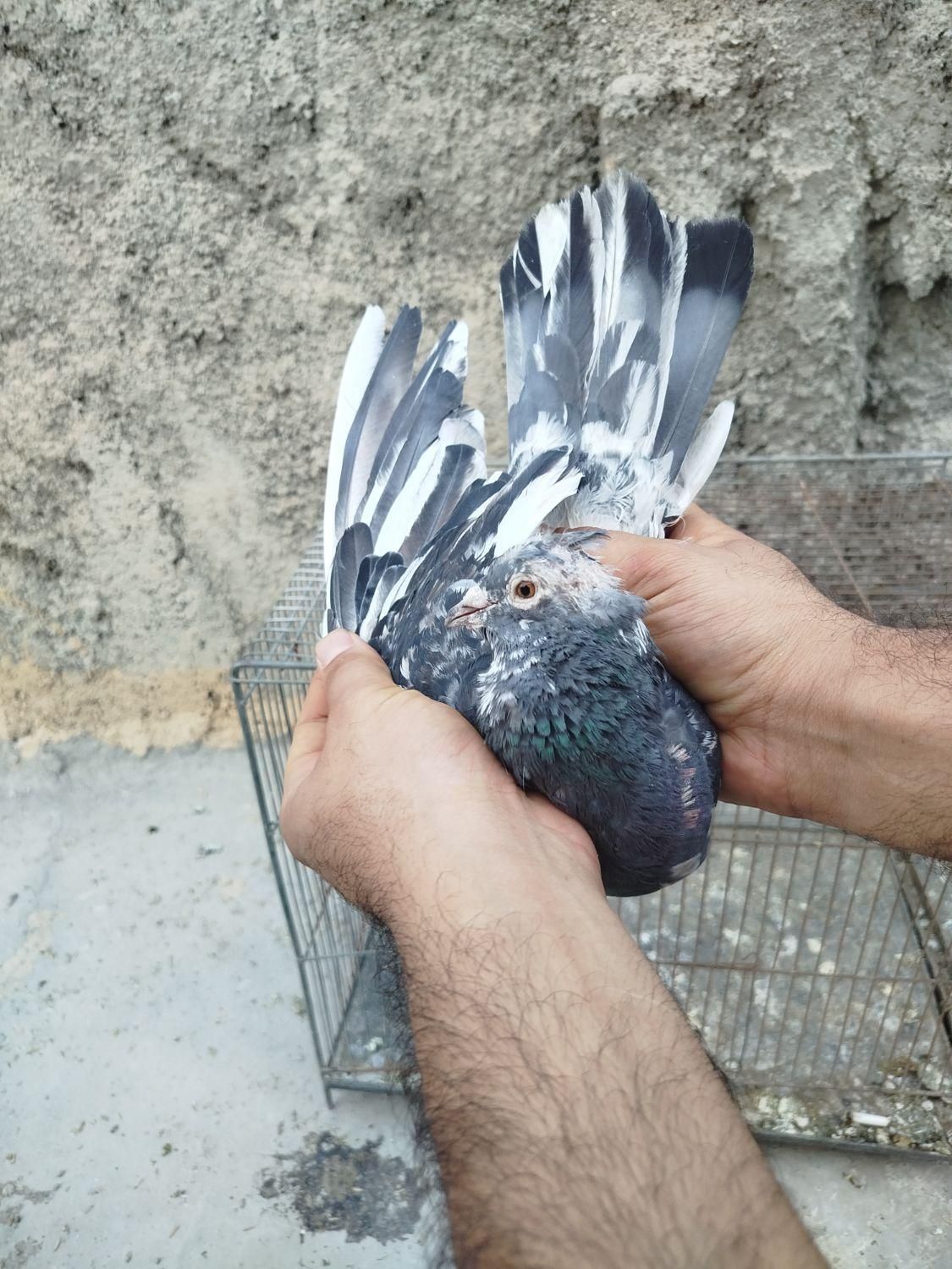 کبوتر پرشی|پرنده|اصفهان, سلطان‌آباد|دیوار
