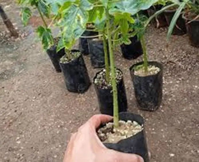 باغبان با تجربه در گیاهان گرمسیری گلخانه‌ای|خدمات باغبانی و درختکاری|پردیس, سیاه سنگ|دیوار