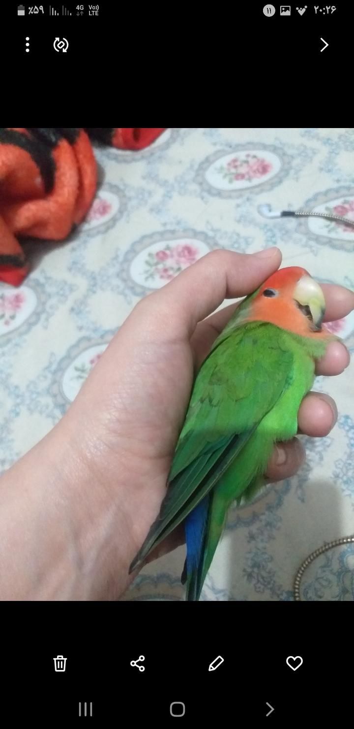 طوطی برزیلی سبز ۳۰میلیون مژدگانی|حیوانات|چهاردانگه (تهران), |دیوار