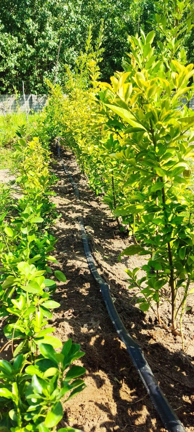 علف زنی،سمپاشی،برش درخت،درختکاری ،خدمات باغبانی|خدمات باغبانی و درختکاری|رودسر, |دیوار