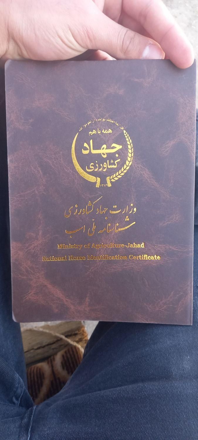 مادیان نوه سالار دو کره زرین سودرجان همراه با کره|اسب و تجهیزات اسب‌سواری|کاشان, صفی آباد|دیوار