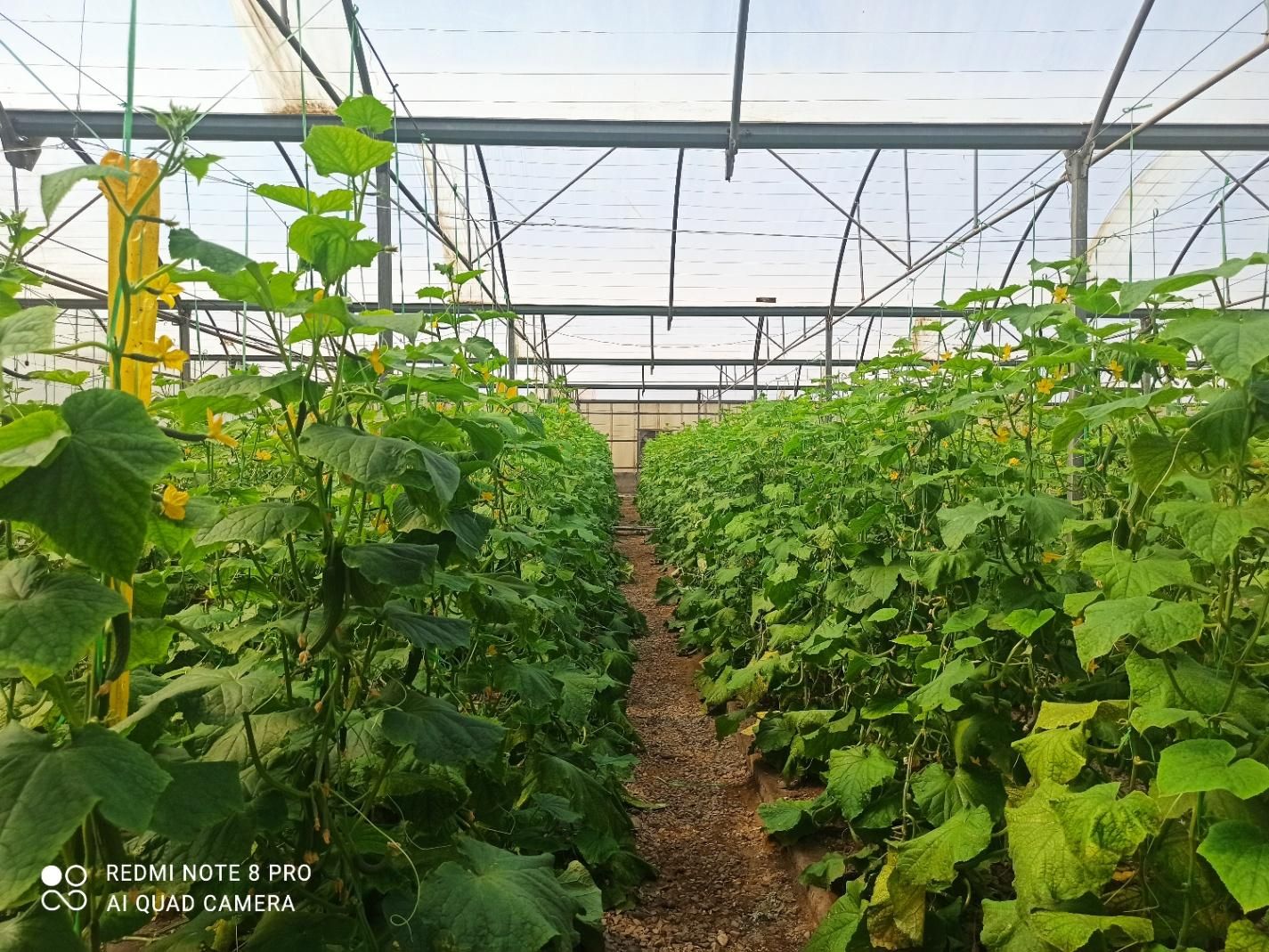 3هکتار گلخانه اسپانیایی با سند شش دانگ|فروش دفتر صنعتی، کشاورزی، تجاری|ورامین, ورامین|دیوار