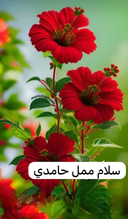 خط تلفن تقریبا خوش شماره ۵۵۸۳۸۵۰۷|تلفن رومیزی|تهران, زهتابی|دیوار