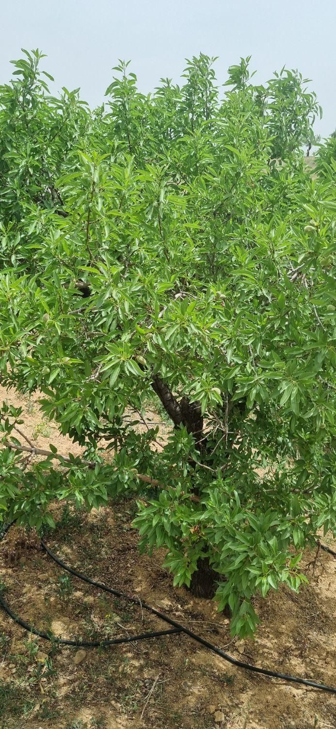 باغ بادام سنددار نزدیک پل زمانخان|فروش زمین و ملک کلنگی|شهرکرد, |دیوار