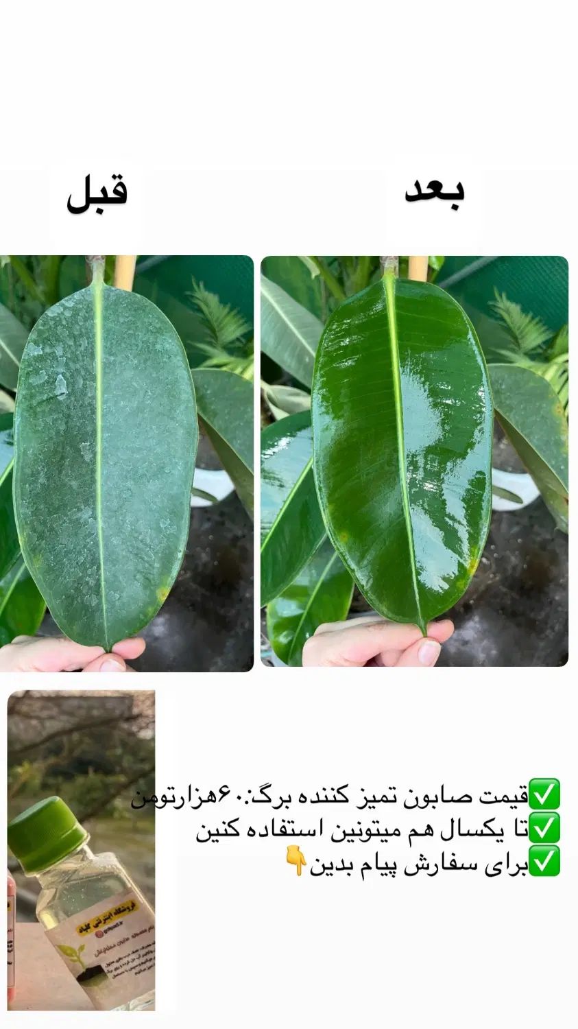 صابون گل و گیاه آپارتمانی|گل و گیاه طبیعی|تهران, خزانه|دیوار
