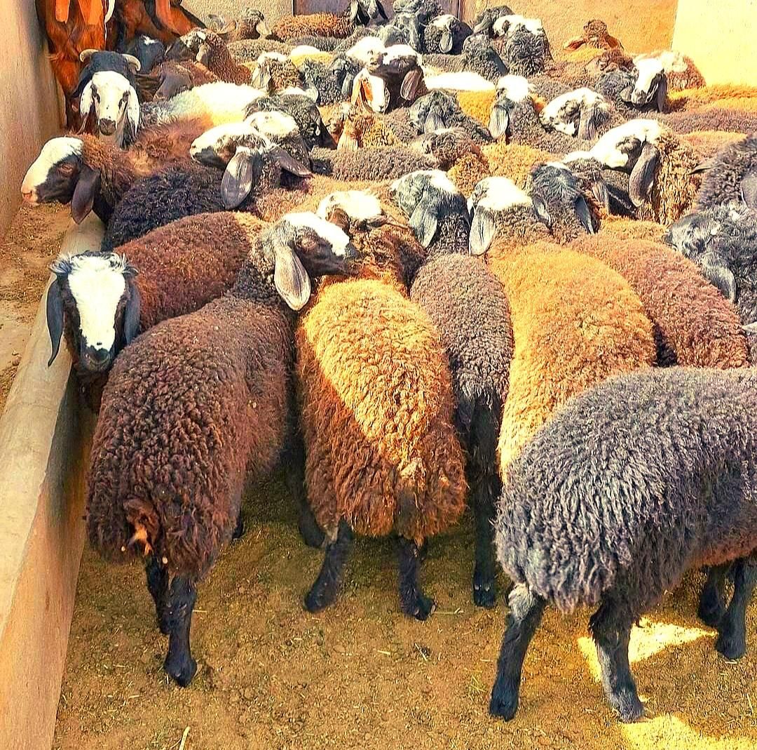 شیشک نرینه قلم آبی باکیفیت(عقیقه نذری مصرف خانگی)|حیوانات مزرعه|مشهد, نوید|دیوار