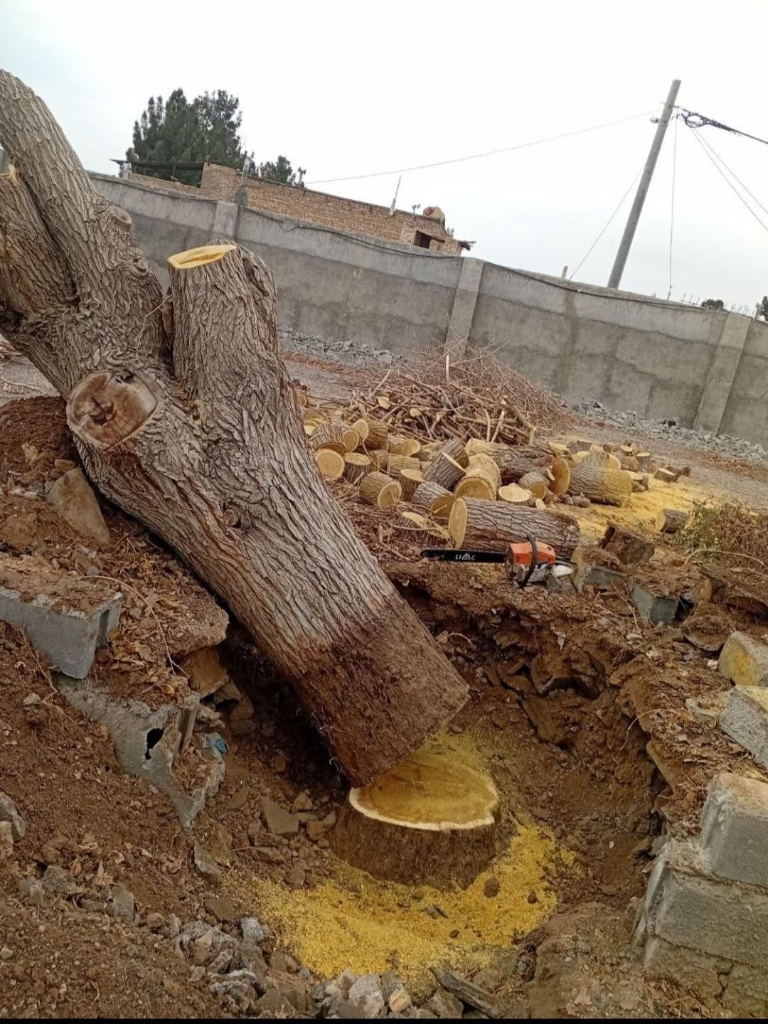 چوب کنده ریشه درخت حرص خریدار با بالا ترین قمیت|خدمات باغبانی و درختکاری|نیشابور, خیام|دیوار