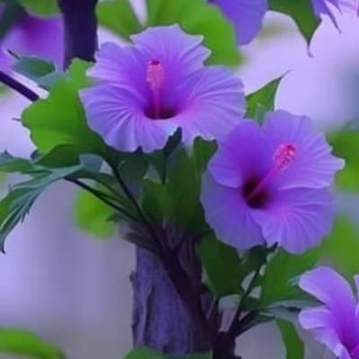 همخونه|اجارهٔ خانه و ویلا|تهران, امیریه|دیوار