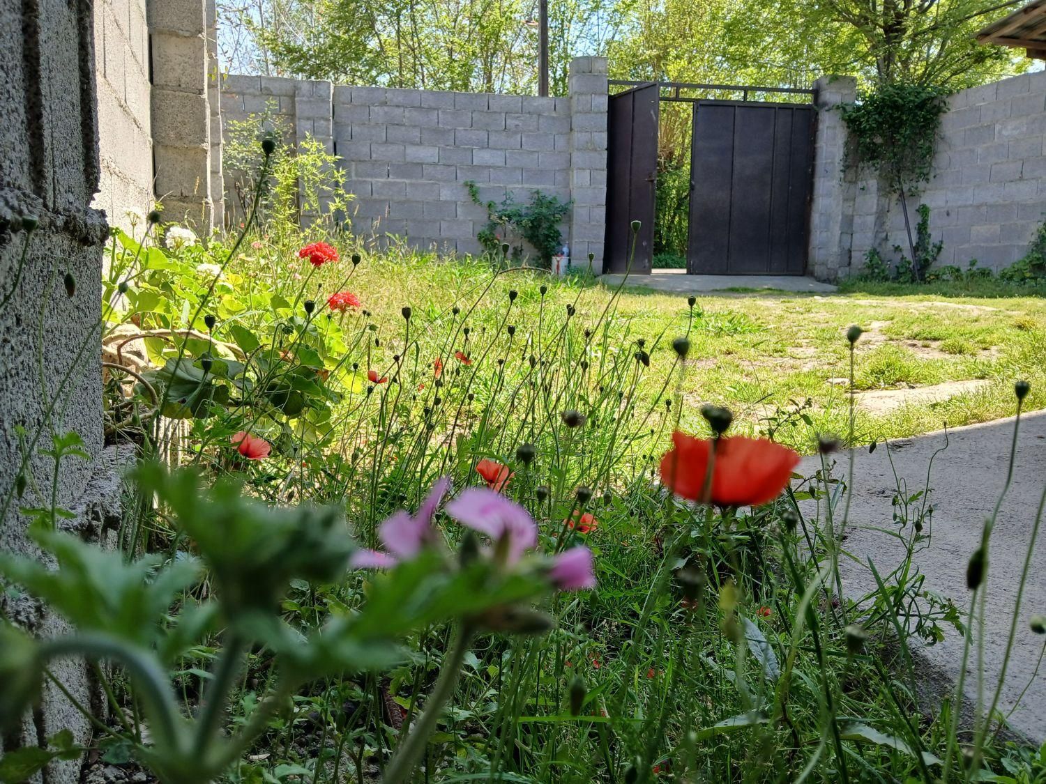 ویلا روستایی سه گل دربست باتراس ویک سوییت تک خواب|اجارهٔ کوتاهمدت ویلا و باغ|شفت, |دیوار