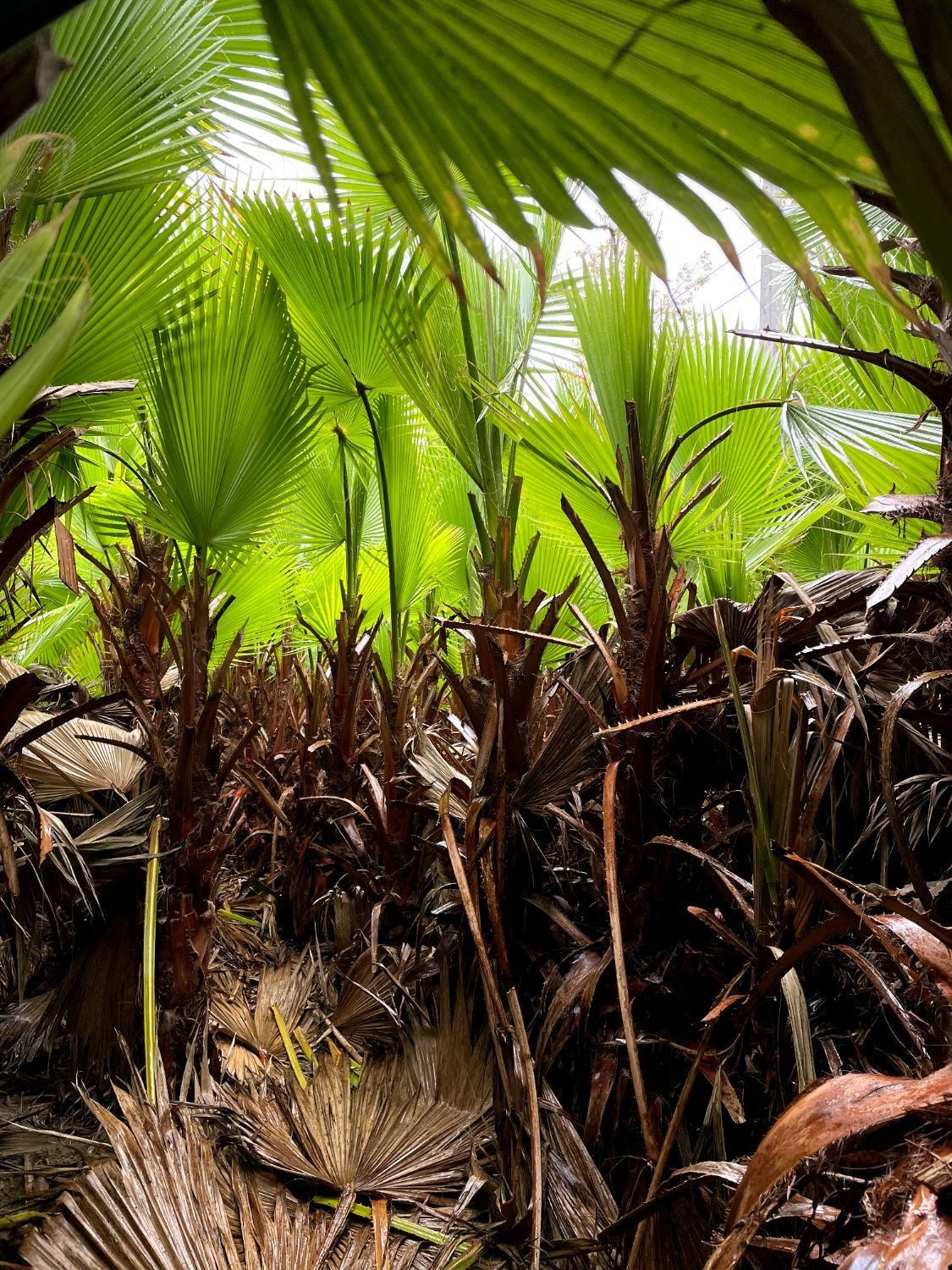 نهال پالم|گل و گیاه طبیعی|نوشهر, |دیوار