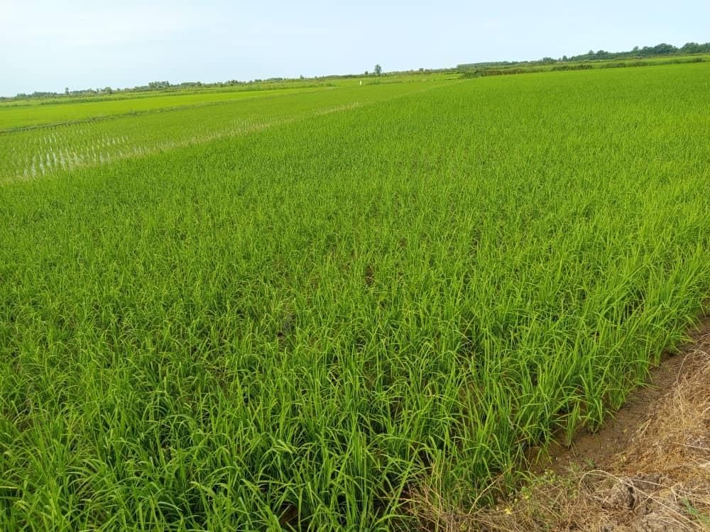 650 متر باغچه بابا سلمان تعویض با آپارتمان، خزایی|فروش آپارتمان|قدس, شهر‌قدس|دیوار