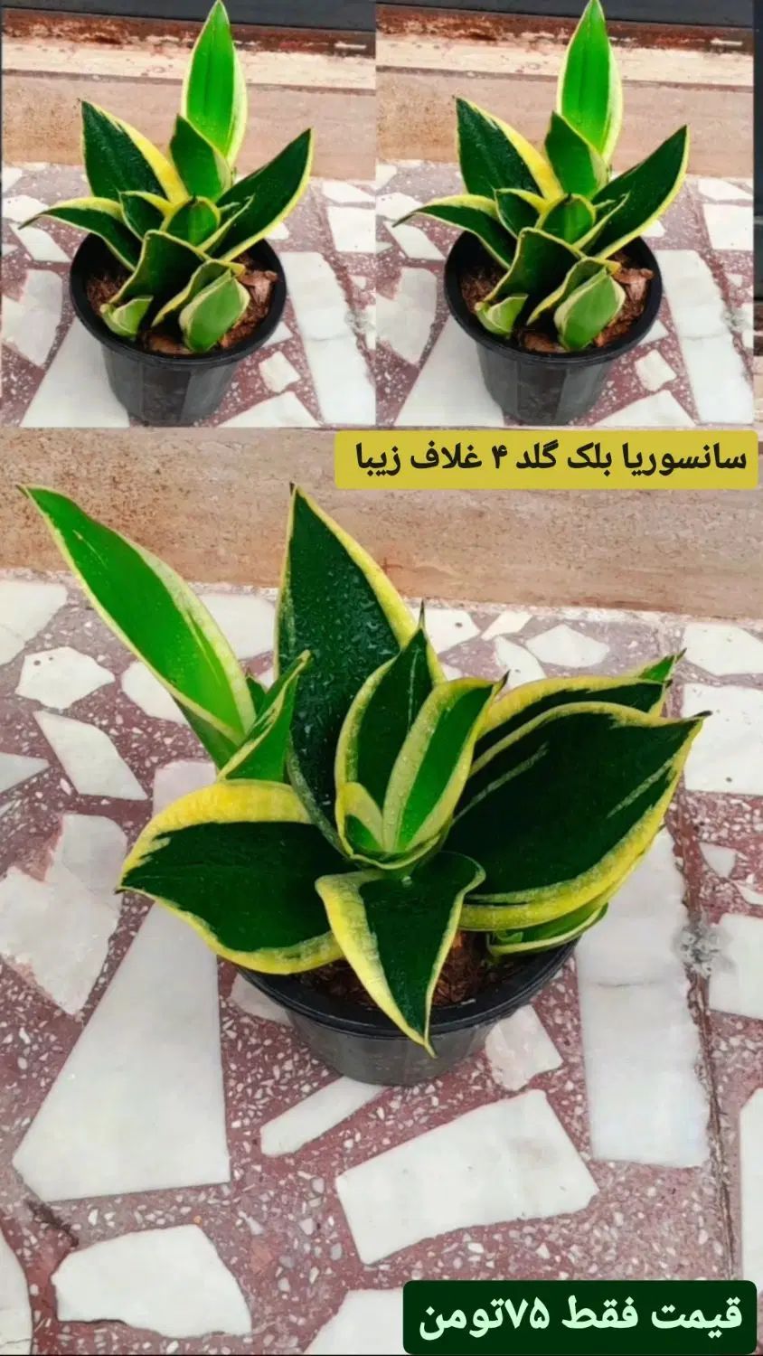 سانسوریا بلک گلد چند بوته خوشگل قیمت فقط ۷۵|گل و گیاه طبیعی|رشت, عینک|دیوار