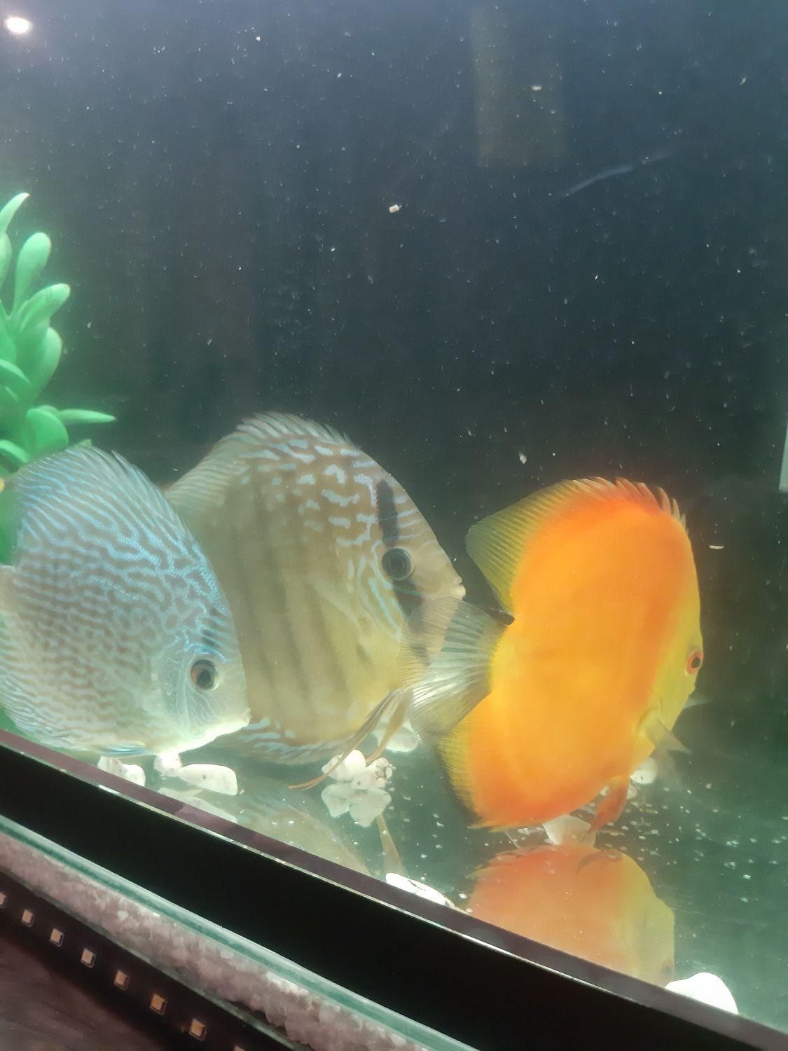 دیسکس|ماهی|کرمانشاه, |دیوار