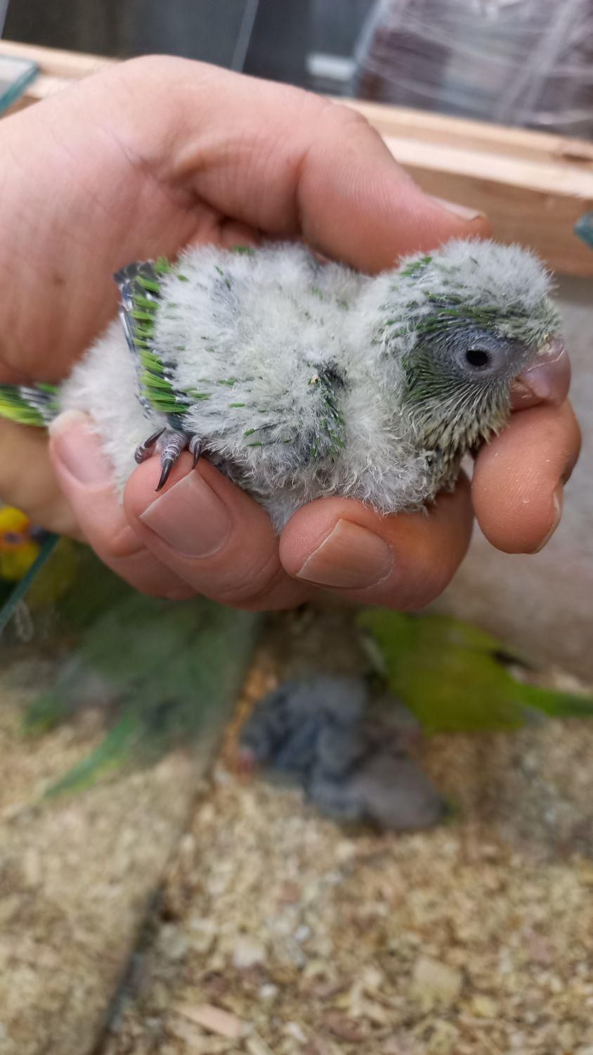 طوطی راهب|پرنده|اصفهان, هفتون|دیوار