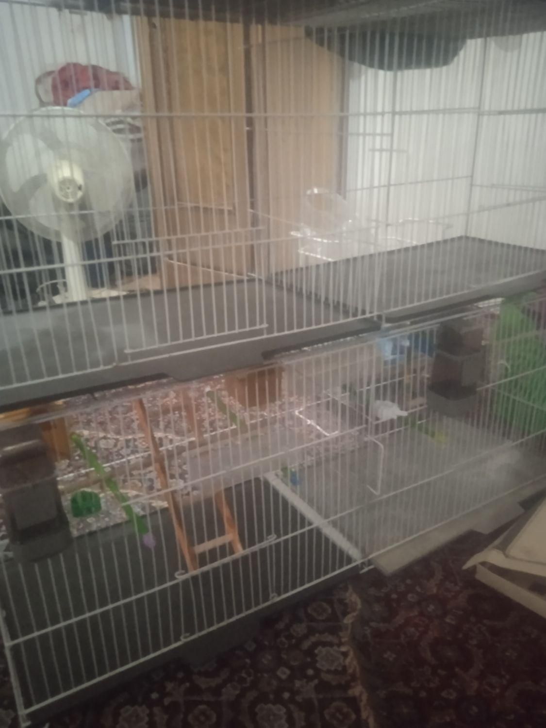 ی قفس چوچه پران وی قفس عروس هلندی بدونه وسایل|لوازم جانبی حیوانات|شاهین دژ, |دیوار