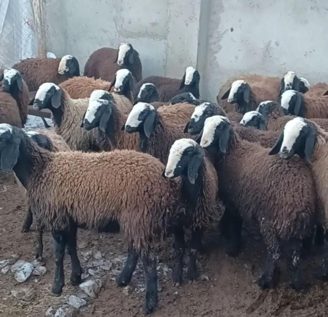 گوسفند زنده در همه نقاط کرج|حیوانات مزرعه|کرج, شاهین‌ویلا|دیوار