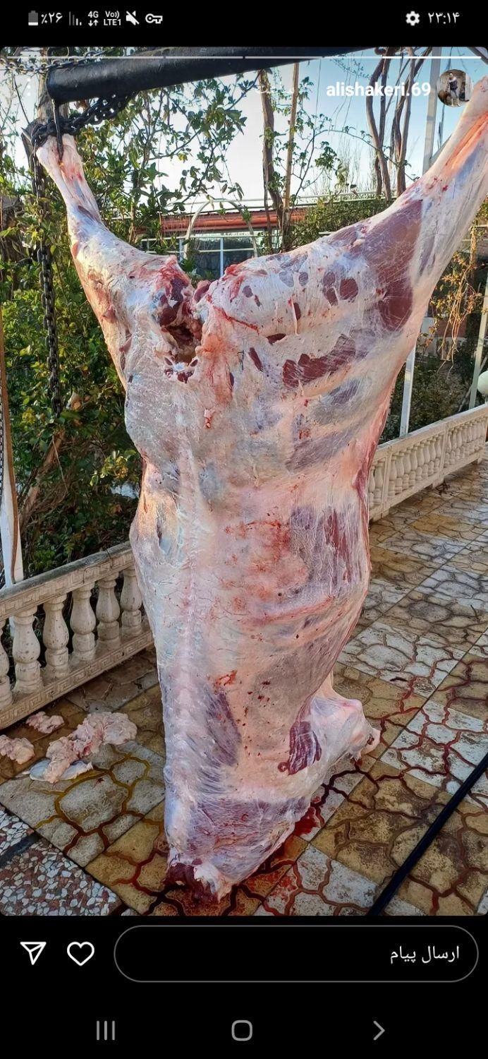 قصاب|خدمات پیشه و مهارت|زرند, |دیوار