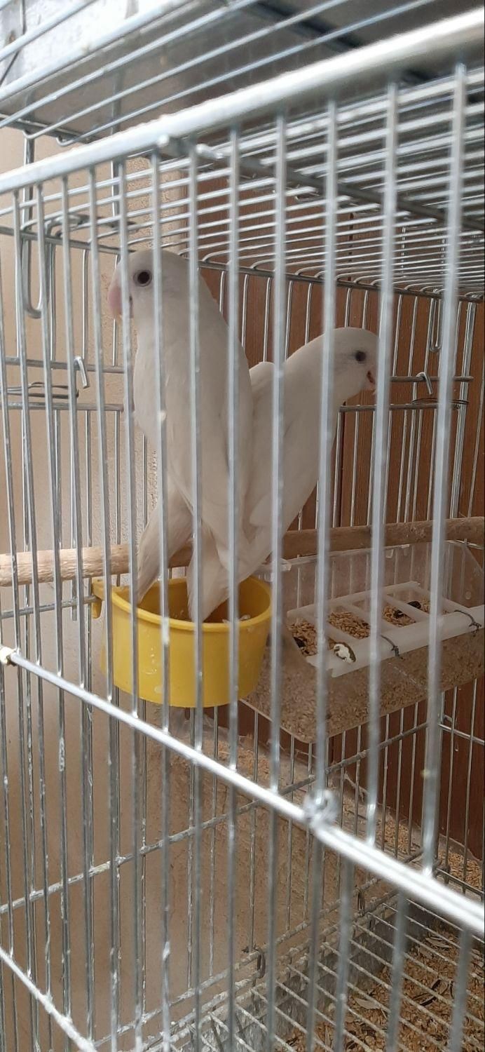 طوطی  برزیلی کتوله مولد|پرنده|فولادشهر, مسکن مهر فولادشهر|دیوار