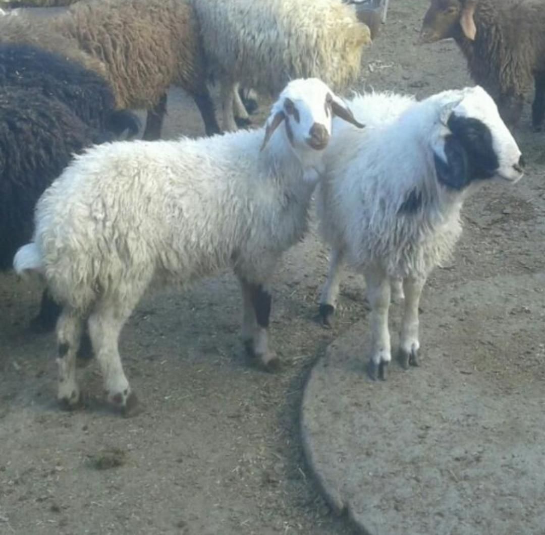 مرکز فروش گوسفند زنده بره نذری عقیقه ،ملک شهر|حیوانات مزرعه|اصفهان, ملکشهر|دیوار