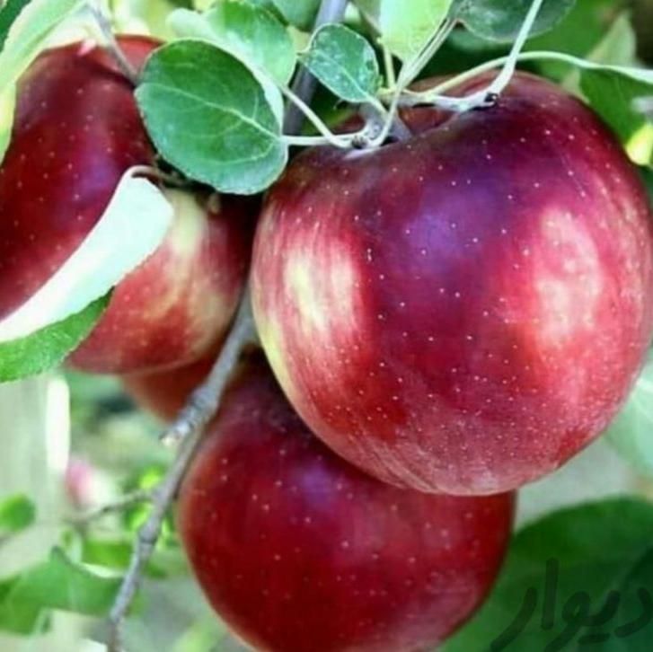 مشاوره و فروش نهال های مثمر و غیر مثمر|خدمات باغبانی و درختکاری|تهران, آرژانتین|دیوار