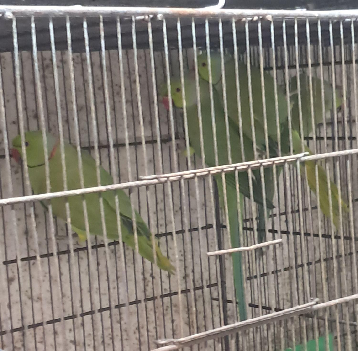 طوطی ملنگو سبز|پرنده|بندرعباس, |دیوار