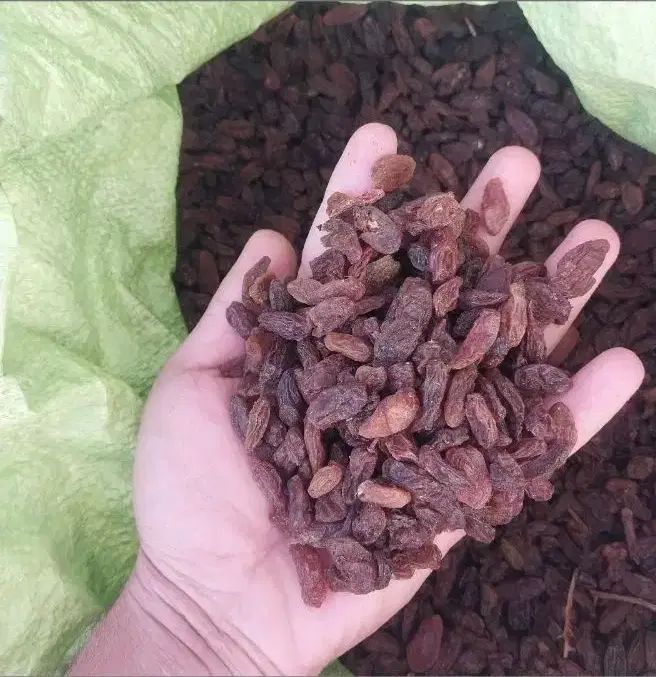 کشمش آفتابی کاشمرباضمانت مخصوص آبگیری ارسال رایگان|خوردنی و آشامیدنی|مشهد, قائم|دیوار