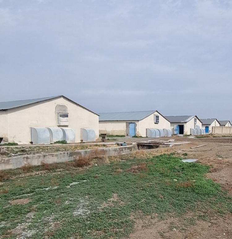 کود مرغی زالیان|خدمات باغبانی و درختکاری|میناب, |دیوار